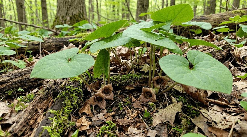Wild Ginger